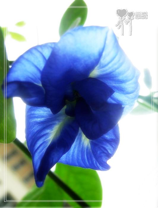 ��������ذ��������