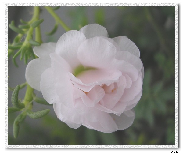 ���ĵ�̫����