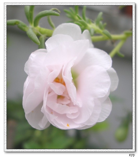 ���ĵ�̫����