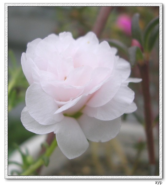 ���ĵ�̫����