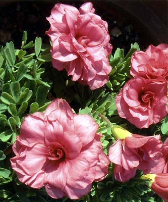 �Ŷ�!��ե���ݶ�!