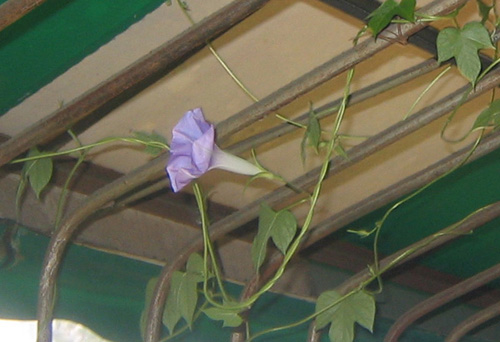 �ﲥҲ���......P13