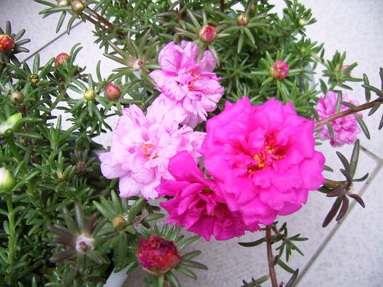 �ذ�̫��������