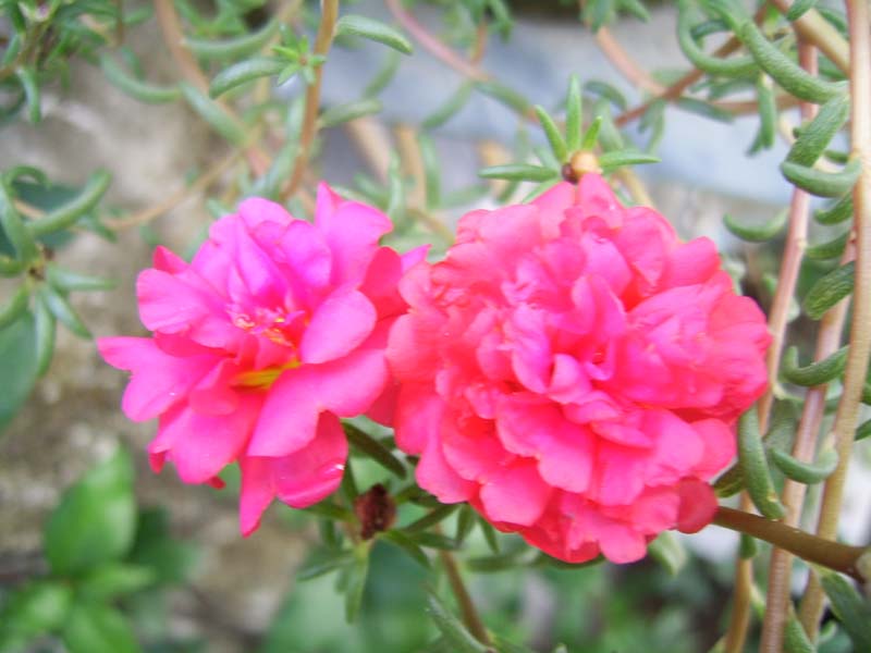 �ذ�̫��������