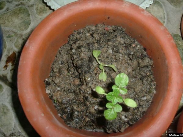 �����¸����ٲ�ά��,���ﲥ������