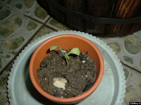 �����¸����ٲ�ά��,���ﲥ������