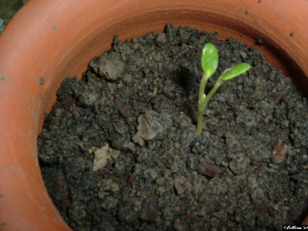 �����¸����ٲ�ά��,���ﲥ������