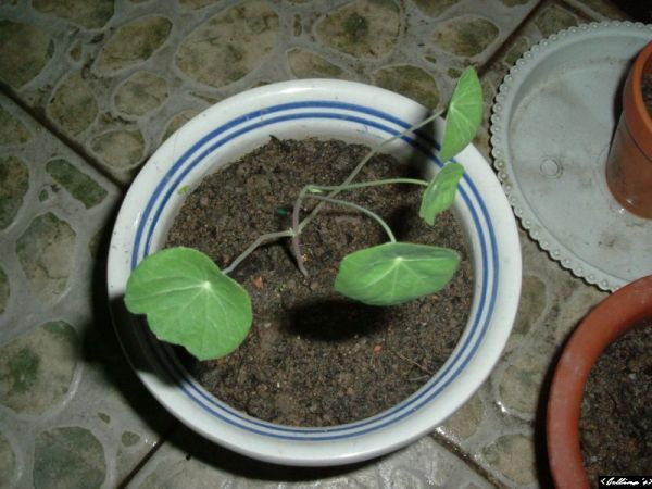 �����¸����ٲ�ά��,���ﲥ������