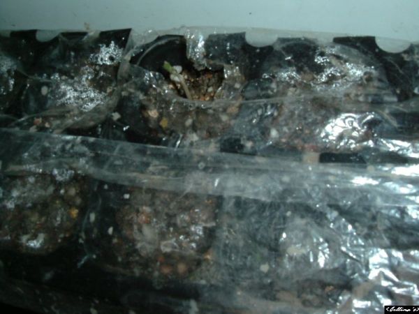 �����¸����ٲ�ά��,���ﲥ������