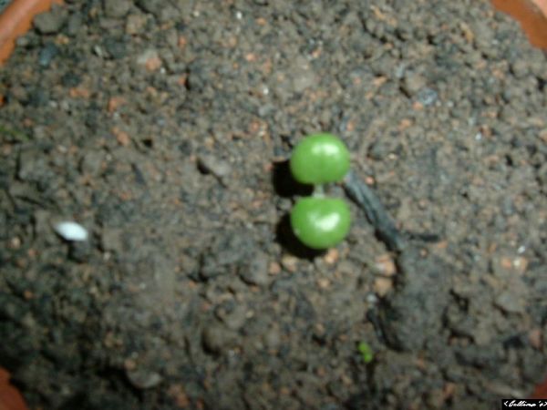 �����¸����ٲ�ά��,���ﲥ������