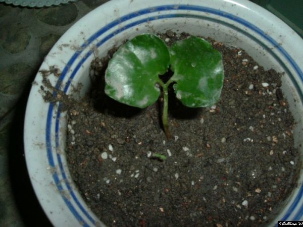 �����¸����ٲ�ά��,���ﲥ������