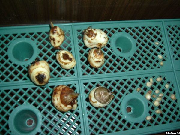 �����¸����ٲ�ά��,���ﲥ������