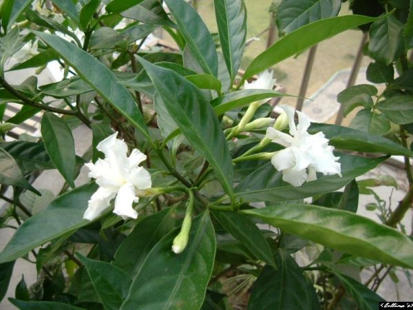 �����¸����ٲ�ά��,���ﲥ������