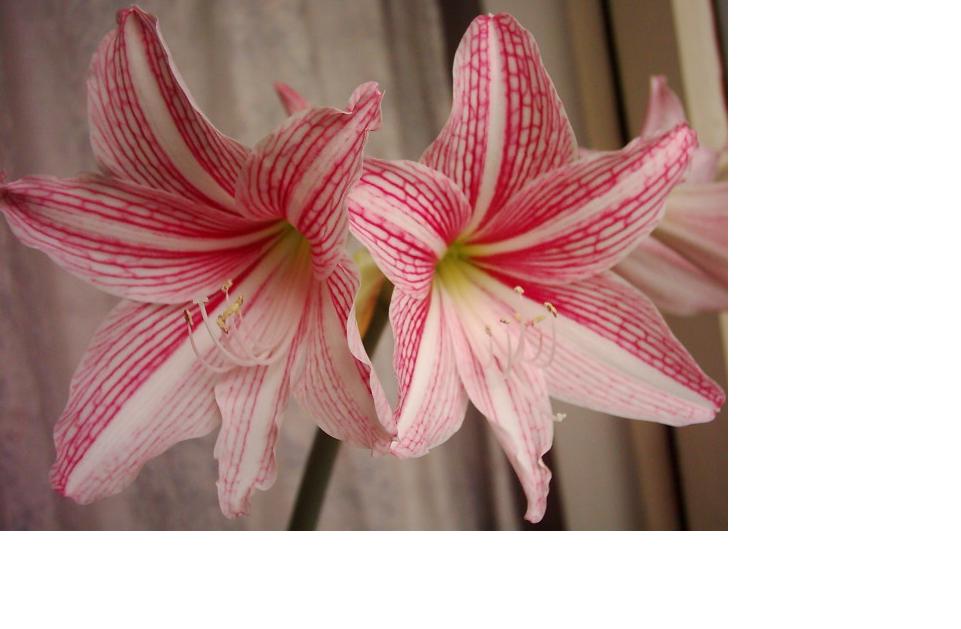 ���߹�ͦ�Ļ���