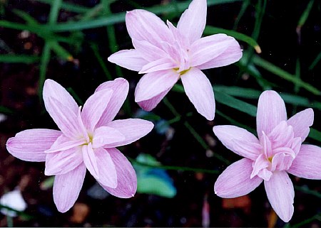 �Ŷ�,��������Ĵ���