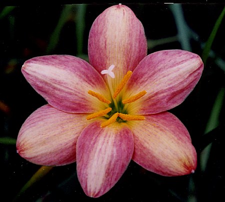 �Ŷ�,��������Ĵ���