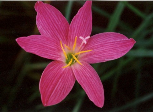 �Ŷ�,��������Ĵ���