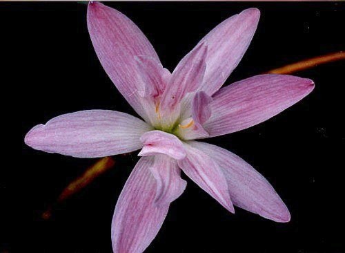 �Ŷ�,��������Ĵ���