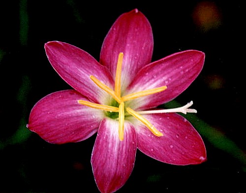 �Ŷ�,��������Ĵ���