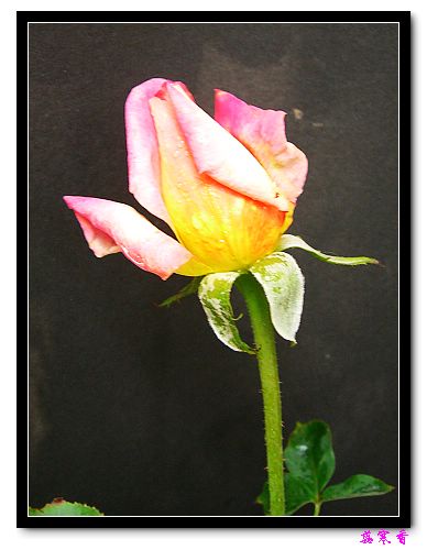 ��������¼���԰:��������±�ɫ�ˣ�