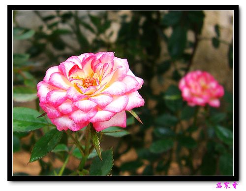 ��������¼���԰:��������±�ɫ�ˣ�