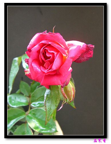 ��������¼���԰:��������±�ɫ�ˣ�