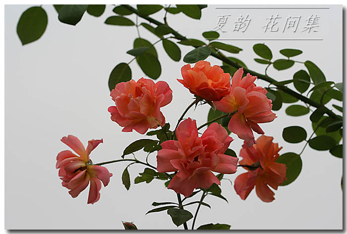 ���伯----�ҵ��¼���԰(�У�3���£�