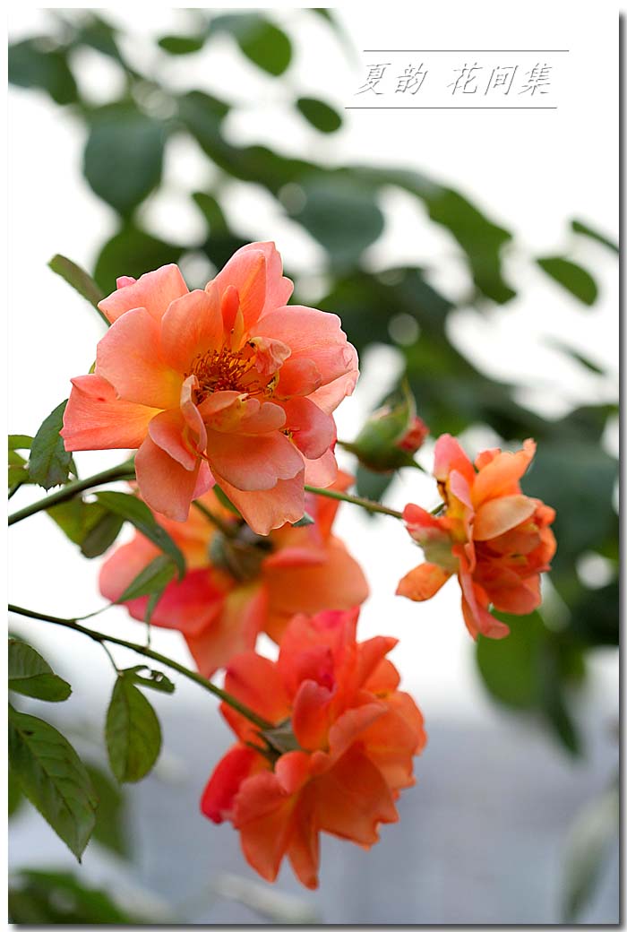 ���伯----�ҵ��¼���԰(�У�3���£�