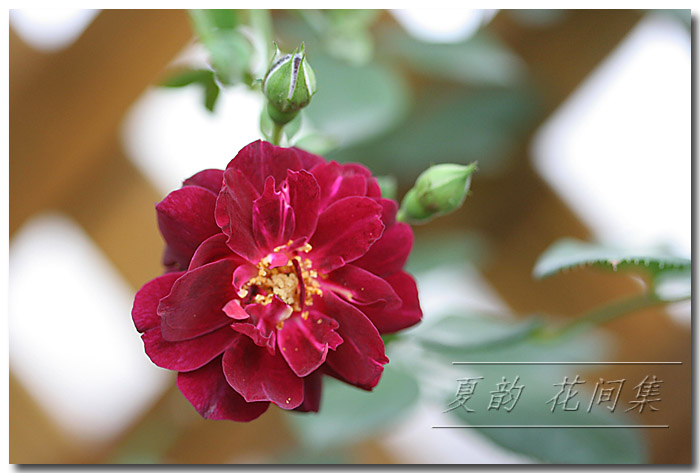 ���伯----�ҵ��¼���԰(�У�3���£�