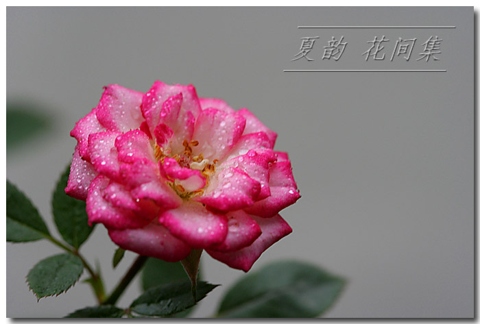 ���伯----�ҵ��¼���԰(�У�3���£�