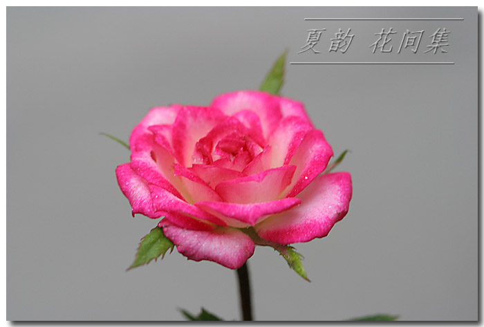 ���伯----�ҵ��¼���԰(�У�3���£�