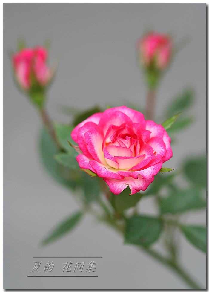 ���伯----�ҵ��¼���԰(�У�3���£�