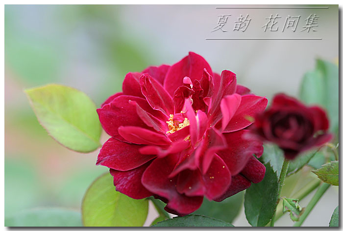 ���伯----�ҵ��¼���԰(�У�3���£�