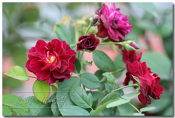 ���伯----�ҵ��¼���԰(�У�3���£�