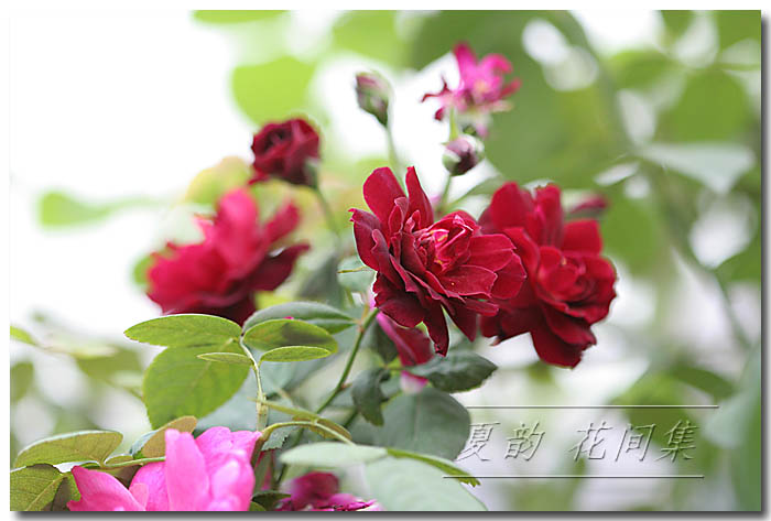 ���伯----�ҵ��¼���԰(�У�3���£�