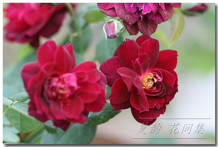 ���伯----�ҵ��¼���԰(�У�3���£�