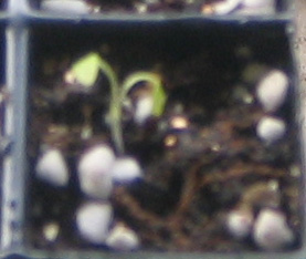 �ﲥҲ���......P13