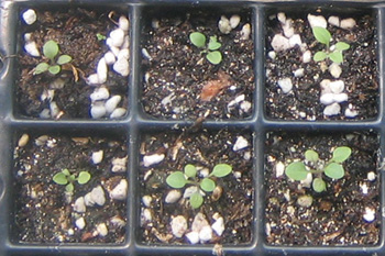 �ﲥҲ���......P13