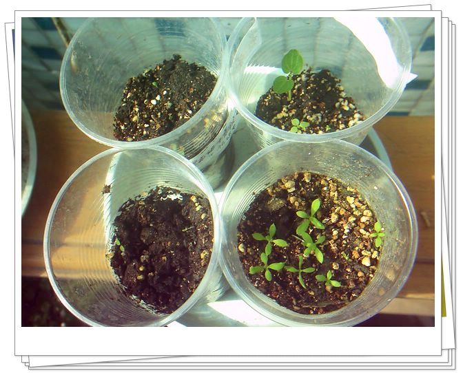 �������𣬾������£�Ը�ﲥ�ɹ�