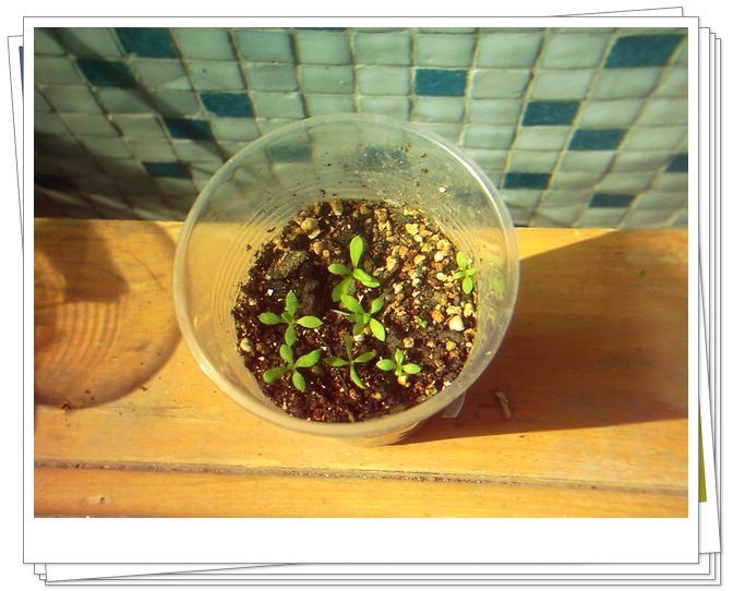 �������𣬾������£�Ը�ﲥ�ɹ�