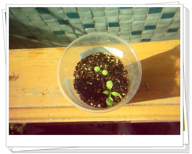 �������𣬾������£�Ը�ﲥ�ɹ�