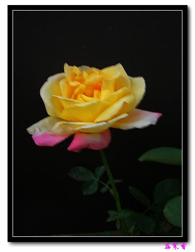 ��������¼���԰:��������±�ɫ�ˣ�