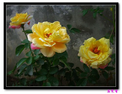 ��������¼���԰:��������±�ɫ�ˣ�