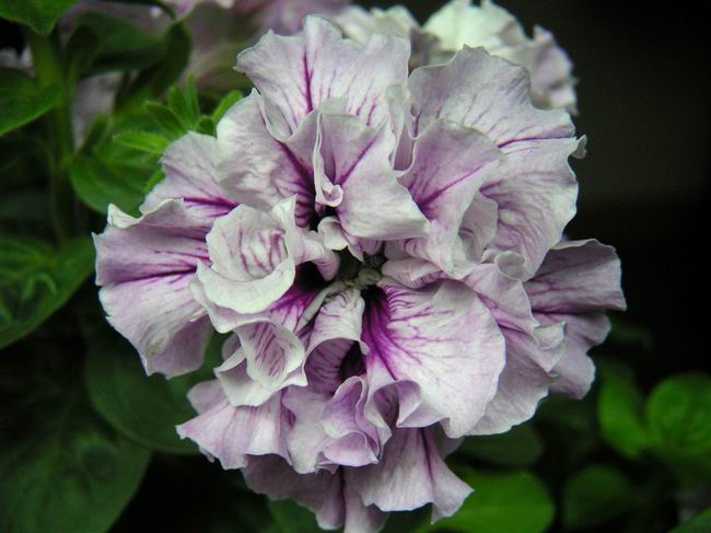 ţ���ܡ�����ţ�ࣨ�������ͼ��