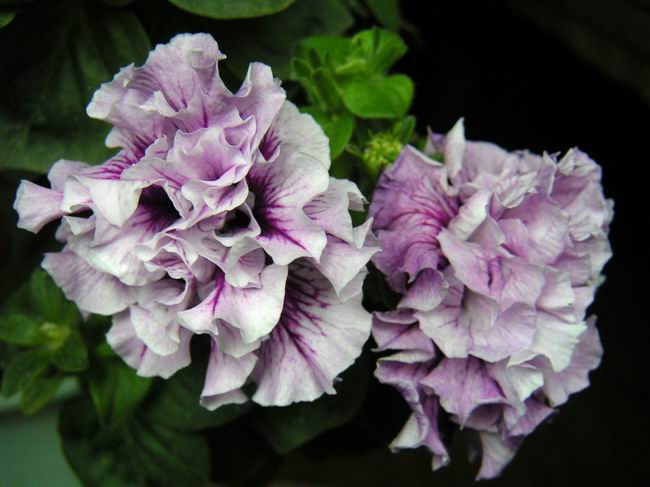 ţ���ܡ�����ţ�ࣨ�������ͼ��