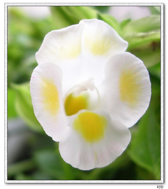 Ư��������