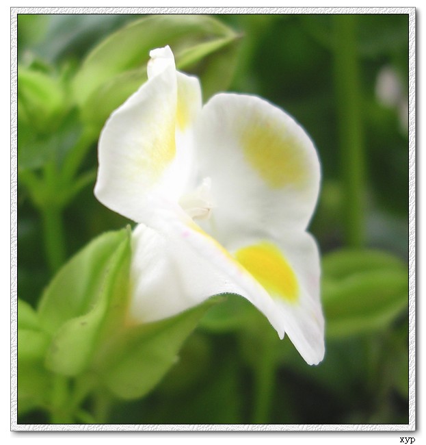 Ư��������