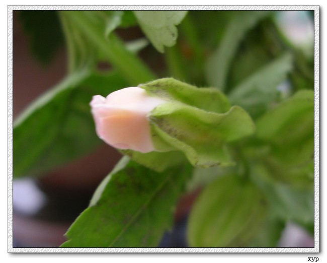 Ư��������