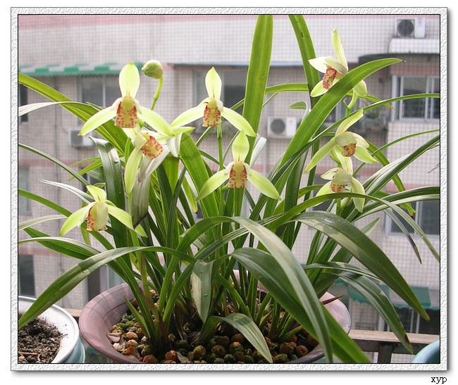 ����������(������)