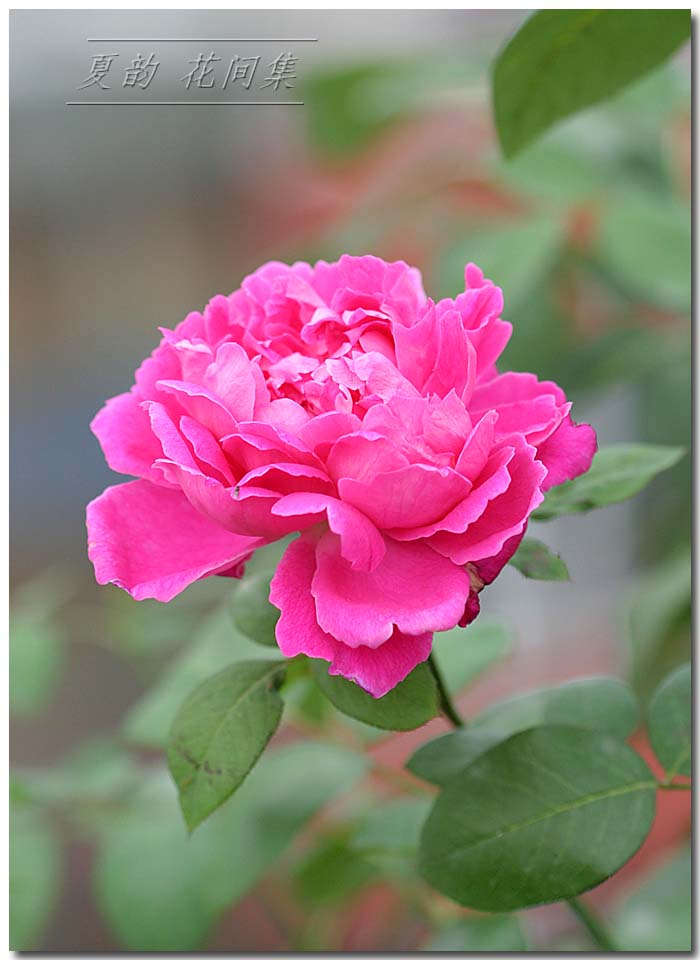 ���伯----�ҵ��¼���԰(�У�3���£�